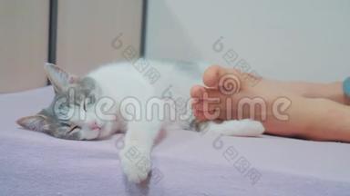 猫是睡在主人脚下的生活方式。 老人的猫和腿睡在床上。 <strong>搞笑视频</strong>猫